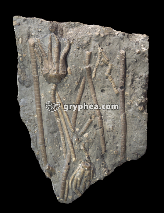 Encrinus lilliformis, Muschelkalk - gryphea.com